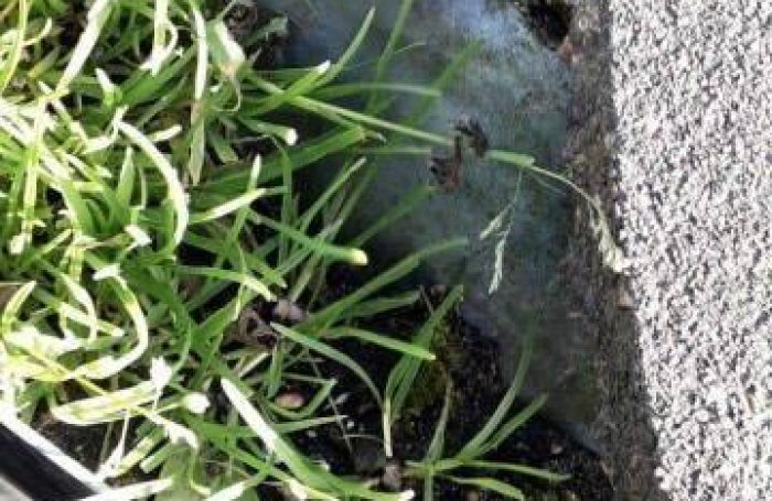 Gutter-Cleaning-1
