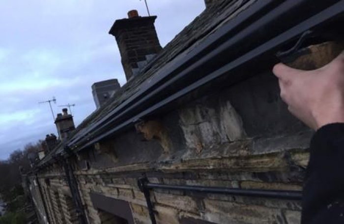 roof-repairs-7